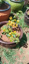 Mimea ya Nje Inauzwa: Maua, Mitende, Miti na Mandhari - 4