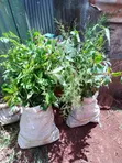 Mimea ya Nje Inauzwa: Maua, Mitende, Miti na Mandhari - 5