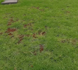 Nyasi za Kuuzwa Kenya | Lawn, Mazao na Malisho