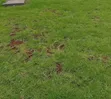 Nyasi za Kuuzwa Kenya | Lawn, Mazao na Malisho - 1