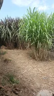 Nyasi za Kuuzwa Kenya | Lawn, Mazao na Malisho - 4
