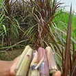 Nyasi za Kuuzwa Kenya | Lawn, Mazao na Malisho - 5