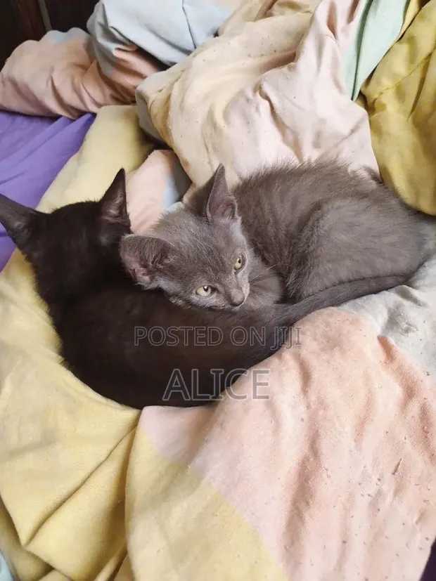 Kitten wa Kiume wa Mchanganyiko wa Russian Blue, Miezi 3-6 - 1