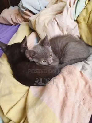 Male Mixed Breed Russian Blue Kitten, 3-6 Months