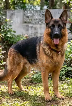 Purebred German Shepherd - 1+ Year Male