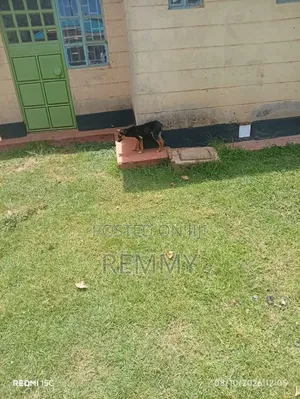 3-6 months Male Mixed Breed German Shepherd