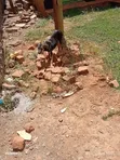 3-6 months Male Mixed Breed German Shepherd - 2