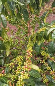 Miti ya Kahawa Inauzwa: Ruiru 11, Batian, SL28, SL34 - 3