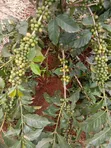 Miti ya Kahawa Inauzwa: Ruiru 11, Batian, SL28, SL34 - 4