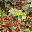 Miti ya Kahawa Inauzwa: Ruiru 11, Batian, SL28, SL34 - 5