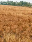 Eneo la Eka 3 za Biashara Zinauzwa Isinya - 3
