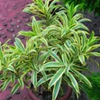 Diamond Spear Clean & Green: Urekebishaji na Matunzo ya Bustani - 4