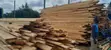 Timber Varieties - 2
