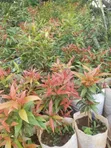 Outdoor Plants for Sale in Kenya | Flowers, Trees & Landscaping - 1