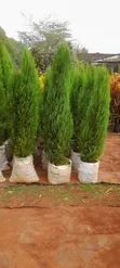 Outdoor Plants for Sale in Kenya | Flowers, Trees & Landscaping - 2