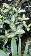 Outdoor Plants for Sale in Kenya | Flowers, Trees & Landscaping - 3