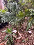 Outdoor Plants for Sale in Kenya | Flowers, Trees & Landscaping - 4