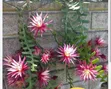 Outdoor Plants for Sale in Kenya | Flowers, Trees & Landscaping - 5