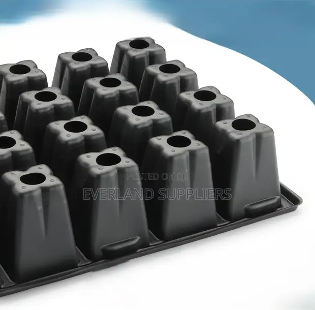 Kale Seedling Trays - 1