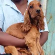 Equator Vet Services: Huduma za Mifugo - 2