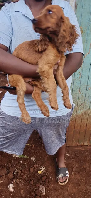 Huduma za Mbegu za Mbwa Mzazi wa Cocker Spaniel Safi