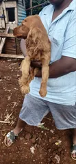 Huduma za Mbegu za Mbwa Mzazi wa Cocker Spaniel Safi - 2