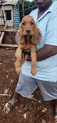Huduma za Mbegu za Mbwa Mzazi wa Cocker Spaniel Safi - 3