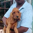 Huduma za Mbegu za Mbwa Mzazi wa Cocker Spaniel Safi - 4