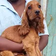 Huduma za Mbegu za Mbwa Mzazi wa Cocker Spaniel Safi - 5