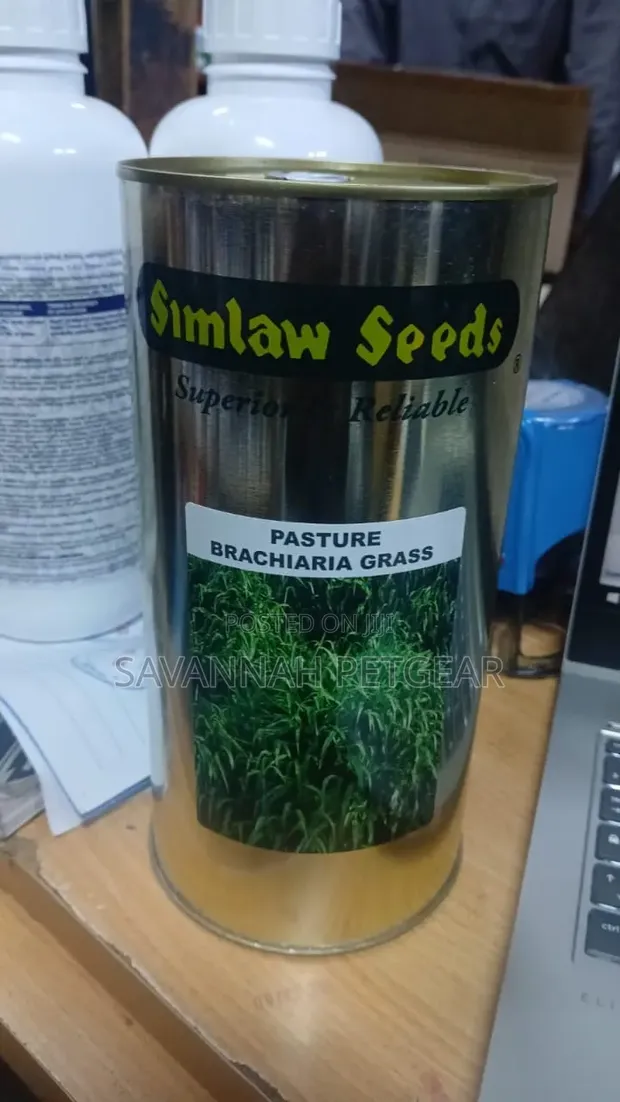 Simlaw Brachiaria Hybrid Grass Seed - 500gm - 1