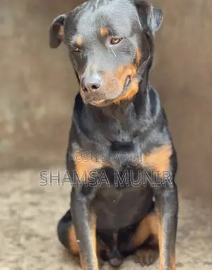 Purebred Rottweiler - 1+ Year Male