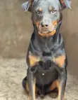 Purebred Rottweiler - 1+ Year Male - 2