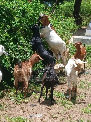 Pure Breed Goats for Sale
