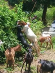 Pure Breed Goats for Sale - 2