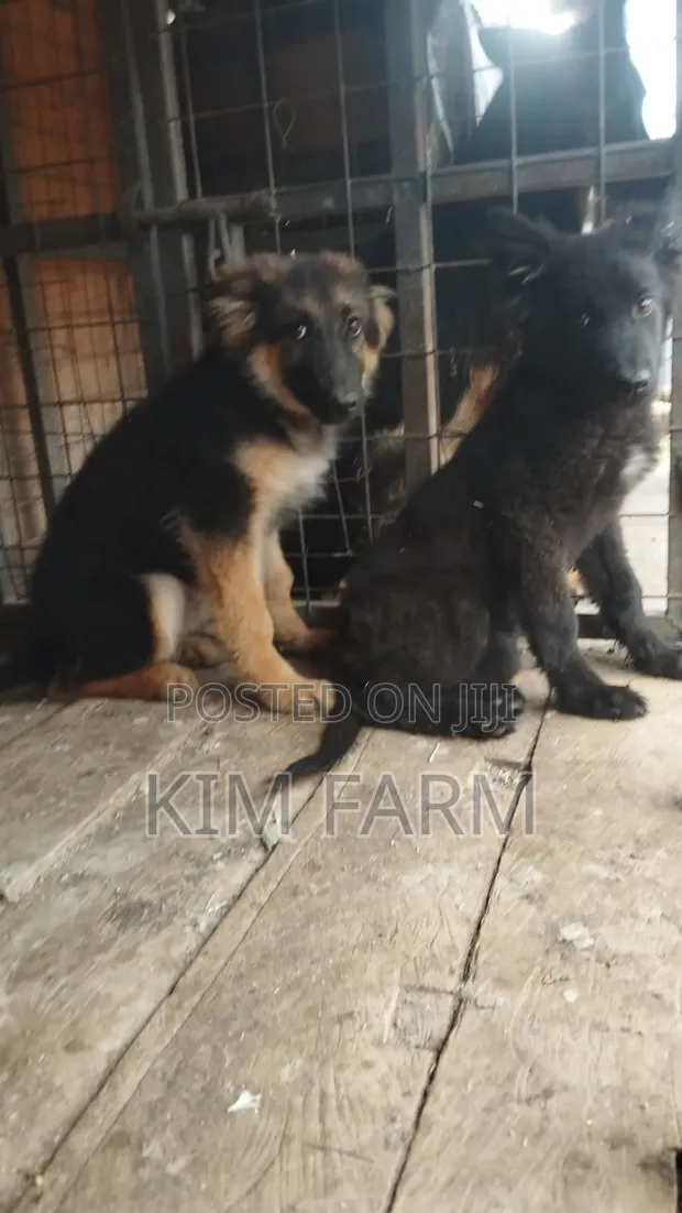 Female Purebred German Shepherd Puppy, 5 Months - 1
