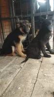Female Purebred German Shepherd Puppy, 5 Months - 1