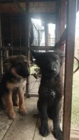 Female Purebred German Shepherd Puppy, 5 Months - 2