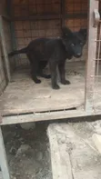 Female Purebred German Shepherd Puppy, 5 Months - 3