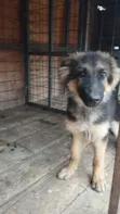 Female Purebred German Shepherd Puppy, 5 Months - 4