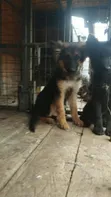 Female Purebred German Shepherd Puppy, 5 Months - 5