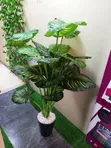 Artificial Zebra Plant - 2