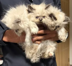 Kitten Mzazi wa Persi - 1-3 Miezi Jike