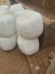 Premium Full Corn Silage - 3