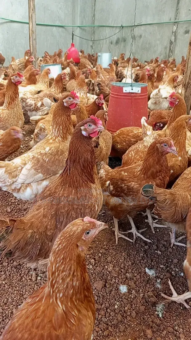 Point of Laying Hens - 5000 Birds - 1