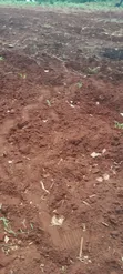 Eka 13 Zinauzwa Kilifi Kakanjuni Sokoke - 1