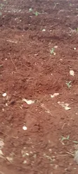 Eka 13 Zinauzwa Kilifi Kakanjuni Sokoke - 2