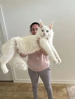 Purebred Maine Coon Kitten (6-12 Months)