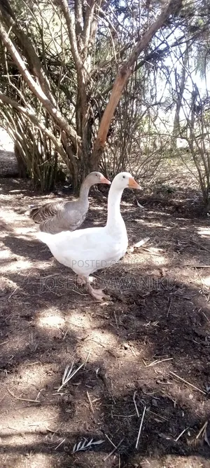 Geese for Sale