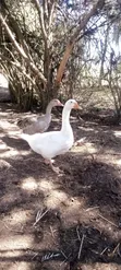 Geese for Sale - 1