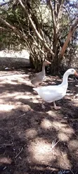 Geese for Sale - 2